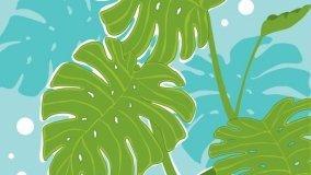 Piante in casa per giardinieri distratti