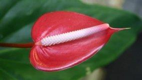 Anthurium, Frecce di Cupido
