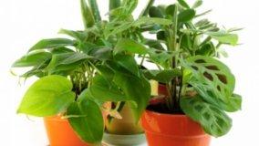 Piante ornamentali in casa