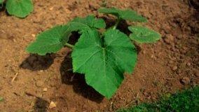 Coltivare Piante da Orto