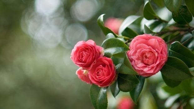 Concime COMPO Per Rododendri E Ortensie - Liquido 500 Ml Con Ferro, Per Fioriture Abbondanti - Foto 8