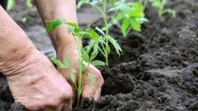 Coltivare un orto sinergico