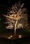 illuminazione albero dal basso