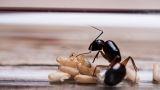Rimedi anti formiche