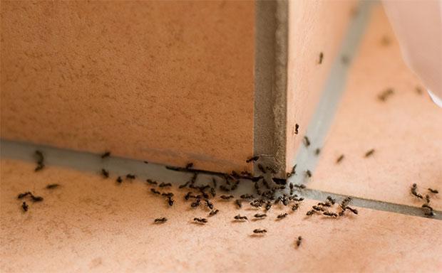 Rimedi naturali contro le formiche in giardino