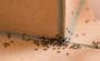Invasione di formiche in casa