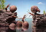 Le formiche sono attratte dai cibi dolci