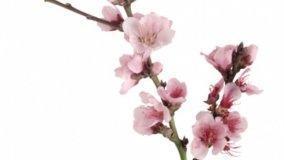 Margotta e propaggine