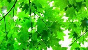 Acquisto piante arboree