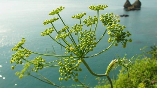 Piante alofite, amanti della salsedine
