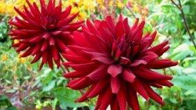 Dalia, simbolo di volubilità