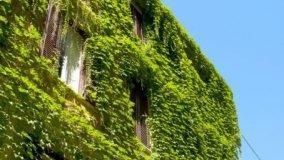 Pareti vegetali Fai da te