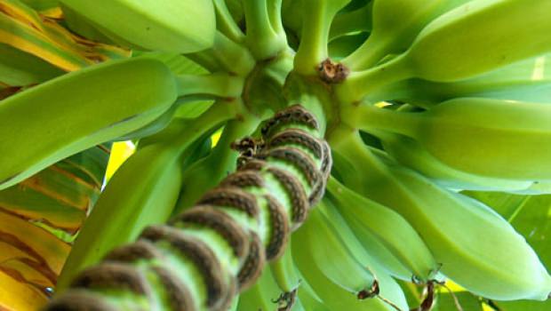 Greensnap Greensnap