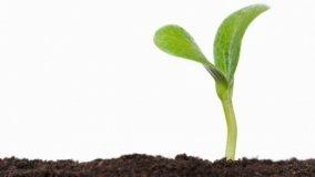 Propagazione delle piante