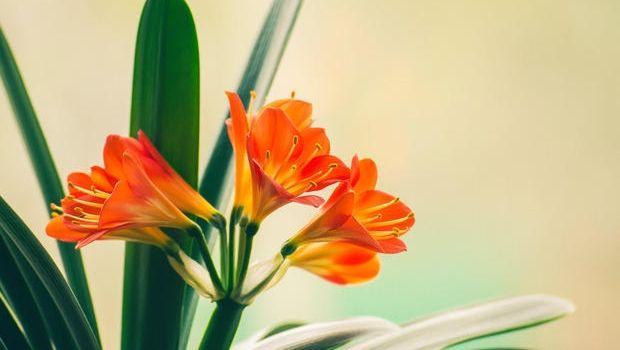 Coltivare La Clivia