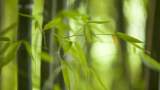 Bambù in edilizia, la natura come rivestimento e struttura