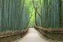 rinnovabilità del bambù