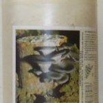 Micelio fresco di pleurotus bottiglia 2 5