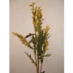 Solidago knotweed artificiale