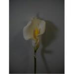 Fiore di calla artificiale bianca