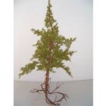 Pianta artificiale pino hemlock con