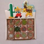 Pianta artificiale mini cactus con