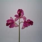 Orchidea artificiale cattleya (3 fiori - 23059
