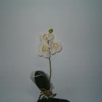 Orchidea artificiale phalaenopsis mini con - 23063