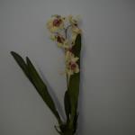 Orchidea artificiale oncidium con foglie