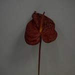 Fiore artificiale anthurium rosso (anturium)