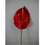 Anthurium