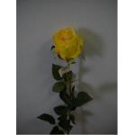 Crimson rose yellow