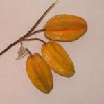 Star fruit (frutto della passione finto)