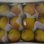 Confezione di  12 pezzi di frutta artificiale pera in resina