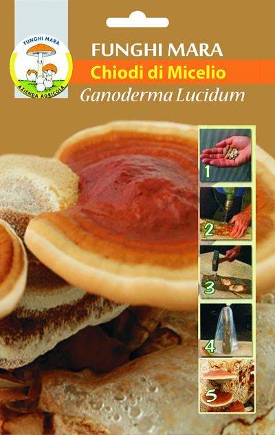 Chiodi di micelio ganoderma lucidum (reishi) 1