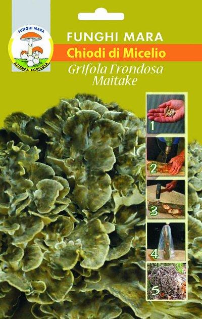 Chiodi di grifola frondosa (maitake) 1