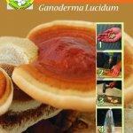 Chiodi di micelio ganoderma lucidum (reishi)