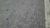 Thumbnail Pavimento a betonella Marino di Roma 7