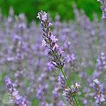 Lavanda hidcote blue